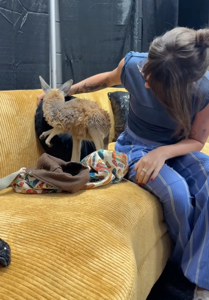 and sat next to a baby kangaroo on a couch before she decided to take it to the next level.