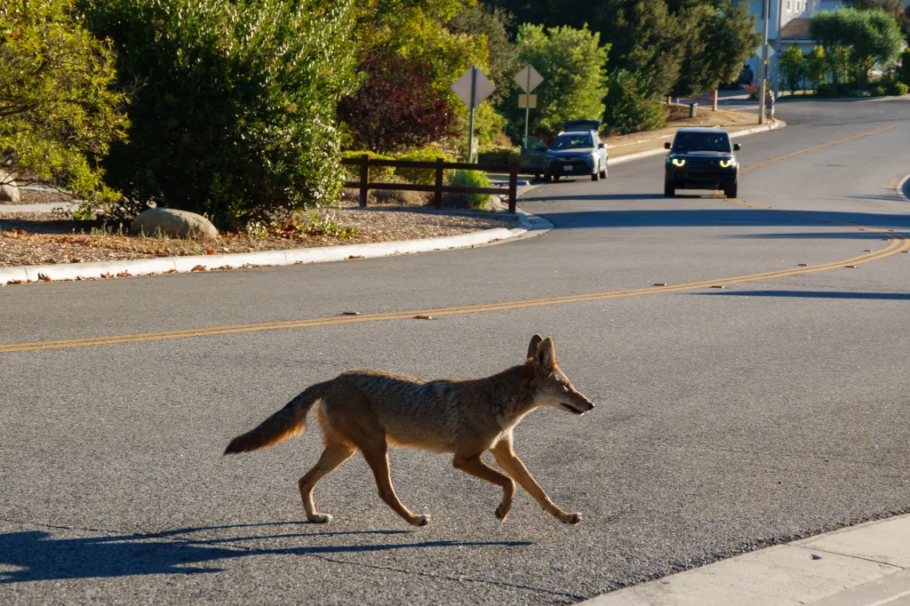 A coyote crossing the street