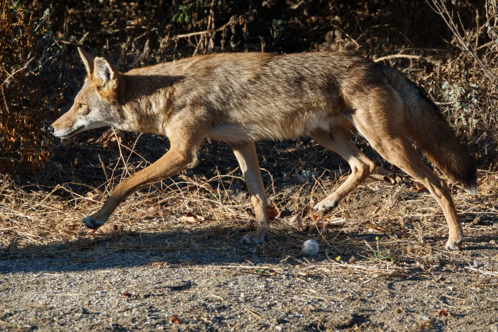 A coyote runs down a trail