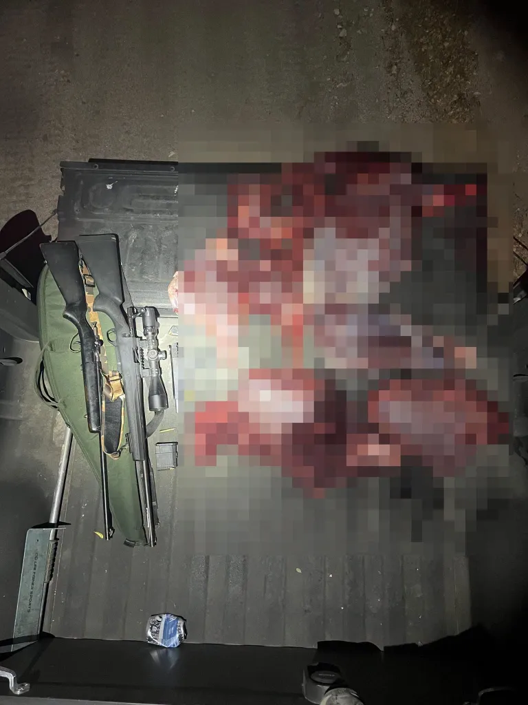 Two rifles and butchered meat, blurred for privacy, in the back of a truck.