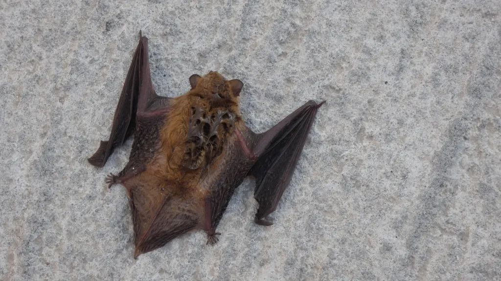 A dead bat with brown fur and dark wings lies on a concrete street.
