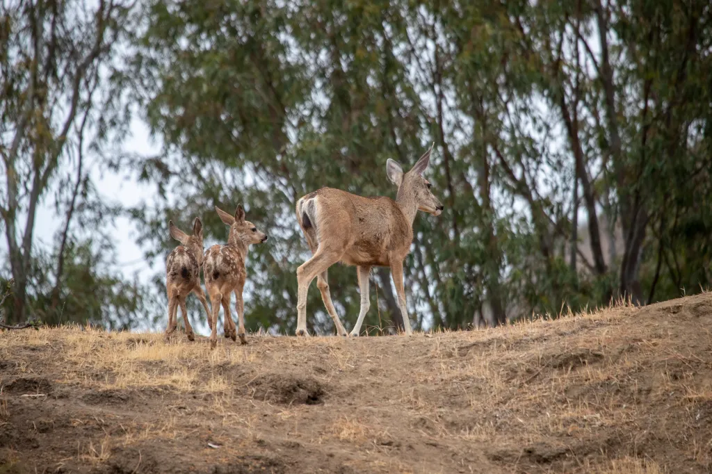 A deer and its two fawns walk on a hill in Catalina Island, CA.