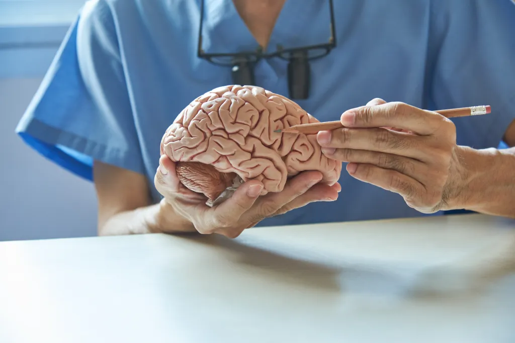 Doctor in blue scrubs demonstrating brain anatomy with a pencil on a model.