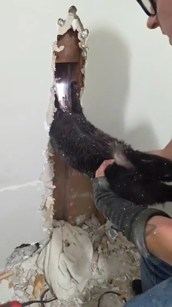 John DeBacker rescues a cat named Lola from behind a wall.
