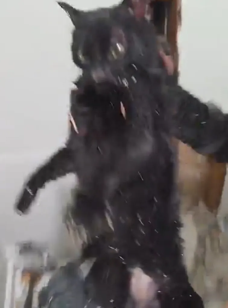 Lola, a black cat, is rescued from behind a wall.