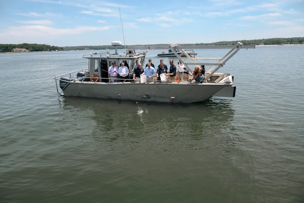 Lee Zeldin and Joseph Saladino drop oysters on oyster beds in Oyster Bay, NY.