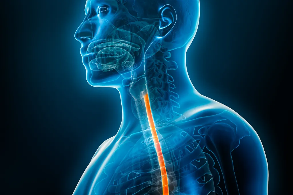 Illustration of a human torso with a glowing orange esophagus visible through transparent blue body contours.