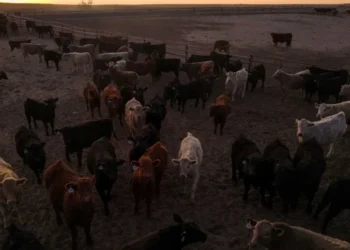 ‘Massive chilling effect’: Red-state ranchers turn on Trump over ICE crackdown