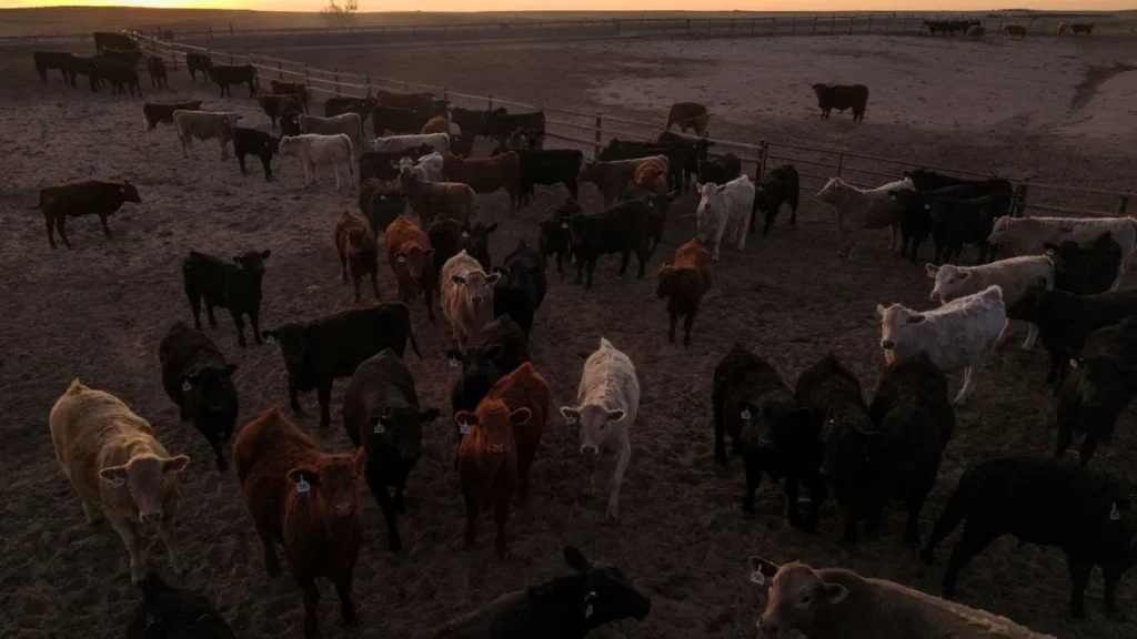 ‘Massive chilling effect’: Red-state ranchers turn on Trump over ICE crackdown