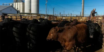 Independent skewers ‘chicken’ GOP with brutal ad as Trump’s base revolts over beef