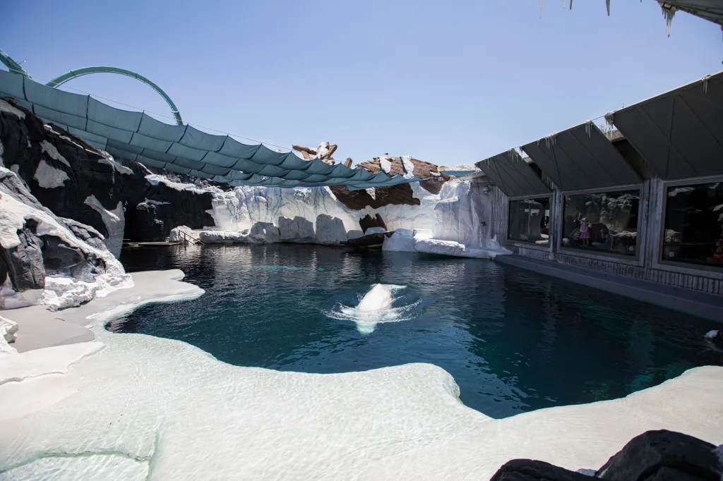 A beluga whale swimming in an exhibit designed to look like the Arctic at SeaWorld San Diego.