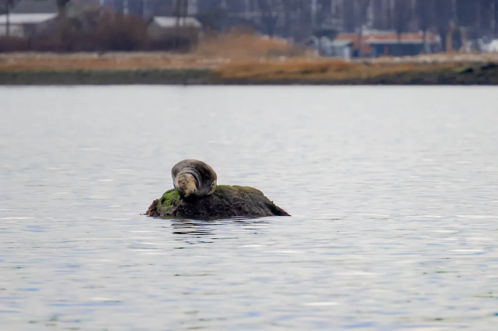 A gray seal lounges on a mossy rock in the middle of a body of water with a shoreline in the background.