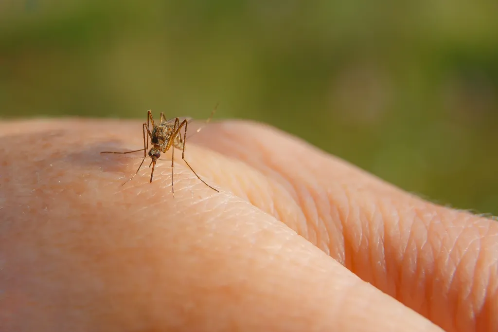 A mosquito drinking blood from a human arm.