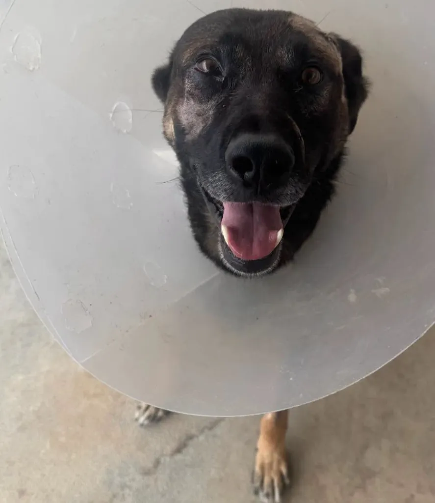 Sheriff's K-9 wearing a cone after being stabbed in the face.