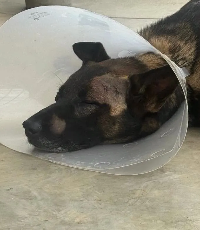 A K-9 wearing a cone with visible stitches on its face.
