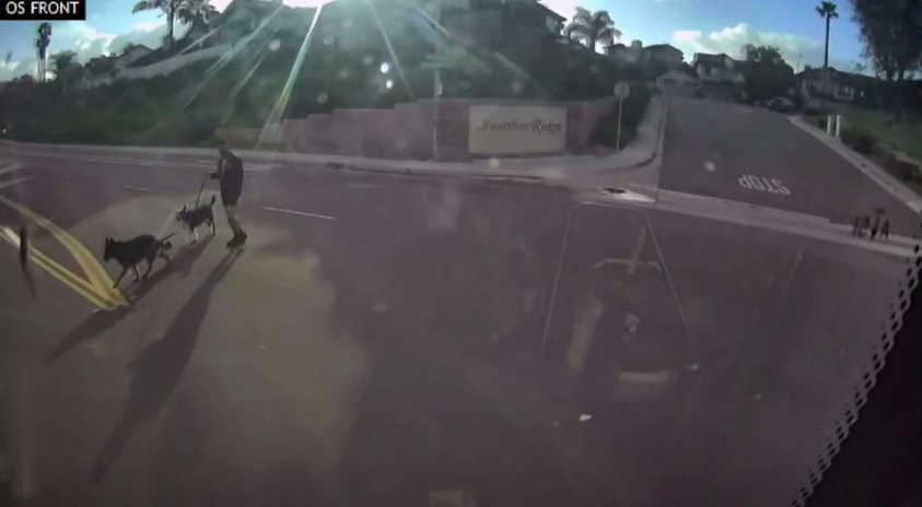 Dashcam view of a person walking two dogs on the left side of a road, with a 