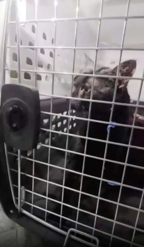 Lola, a black cat, inside a carrier after being rescued.