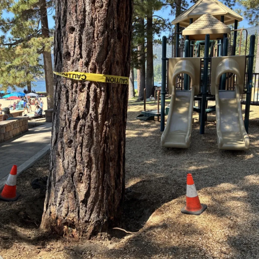 Poisoned trees in the Incline Village community of Lake Tahoe.