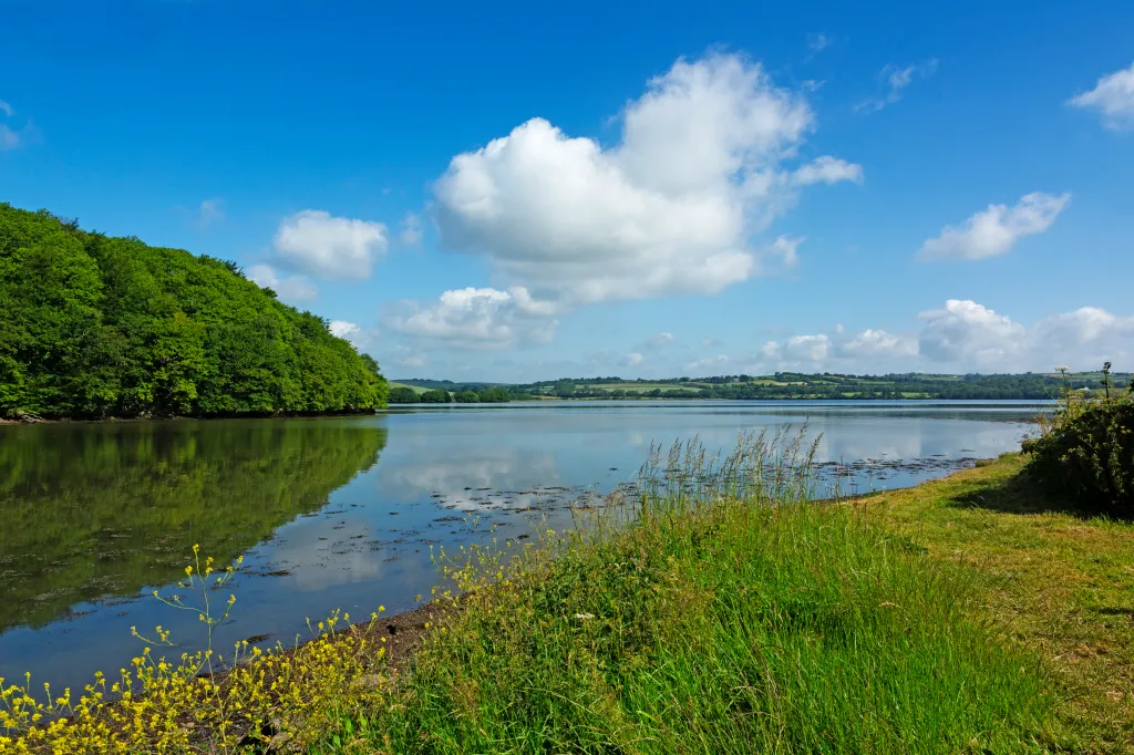 A tranquil view of Wacker Quay in Cornwall, featuring calm water reflecting the blue sky and white clouds, with a lush green, tree-covered bank on the left and a grassy shoreline with yellow wildflowers in the foreground.