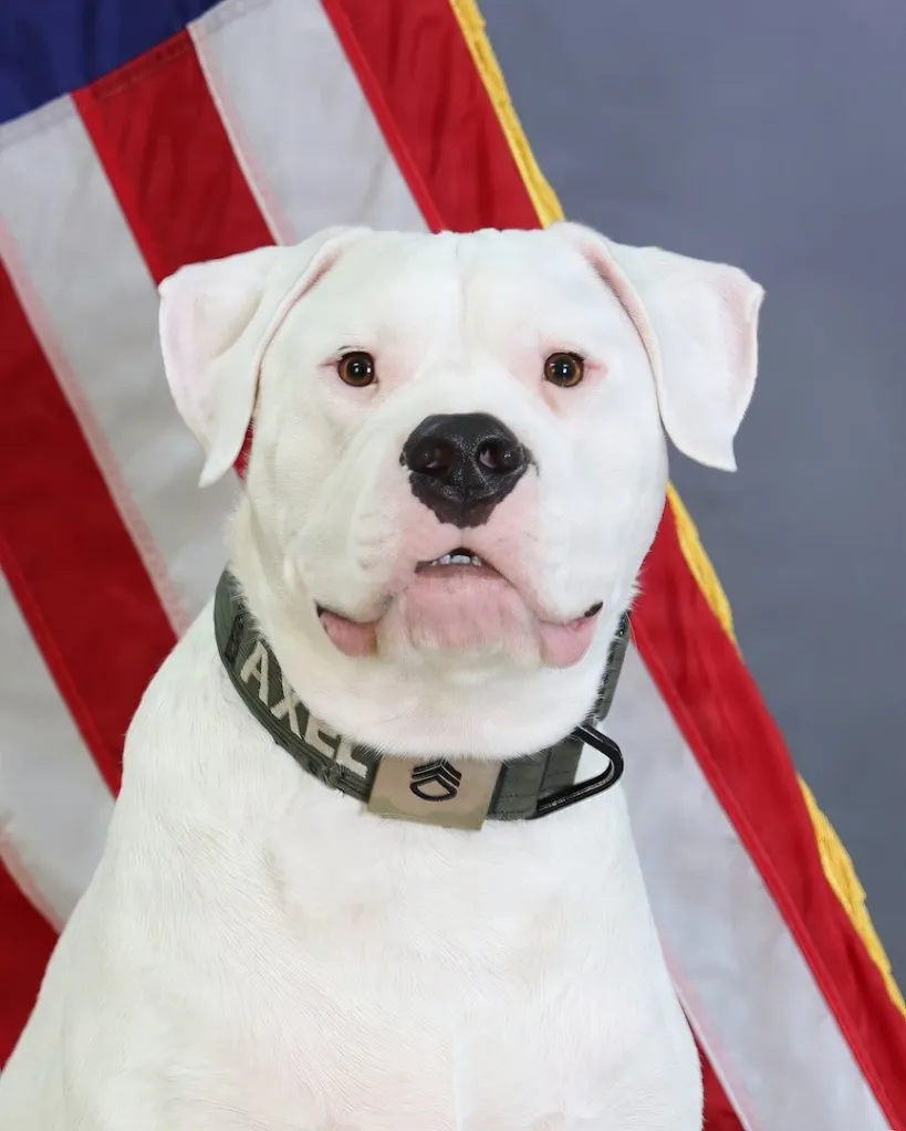 A white dog named Axel wearing a military-style collar in front of an American flag.