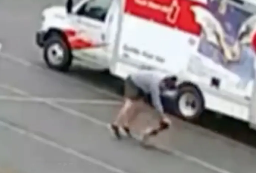 Blurred image of a person bent over, struggling with an aggressive animal in front of a white truck.
