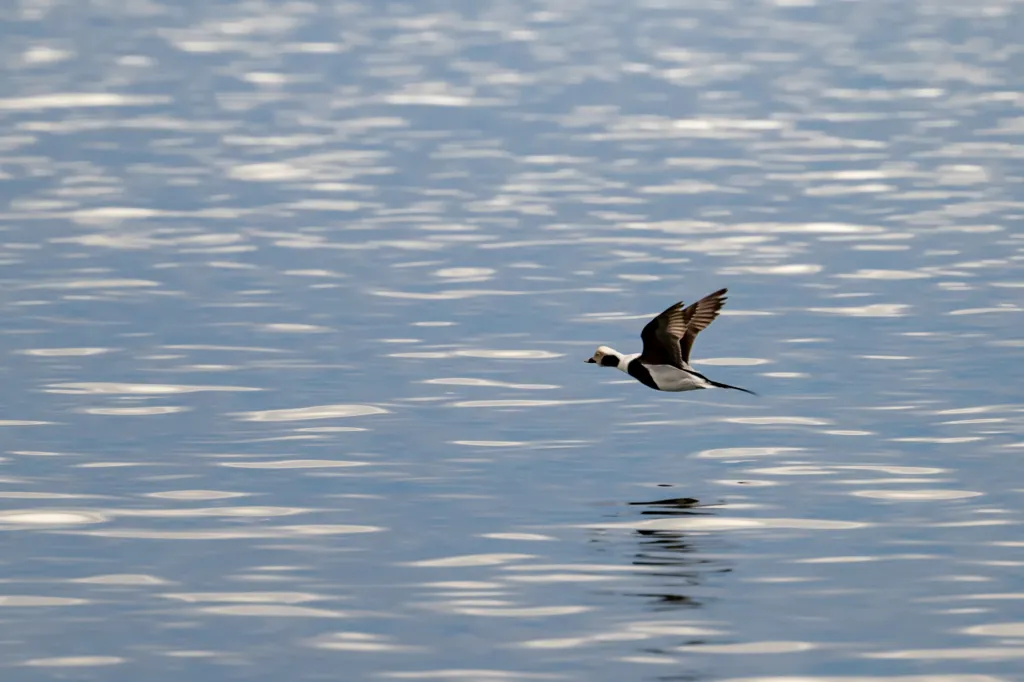 A long-tailed duck in flight, swooping low over rippling water.