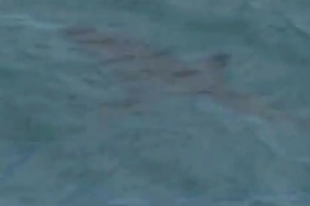 A shark is spotted off Sorrento Beach in Perth, Australia, on Friday.