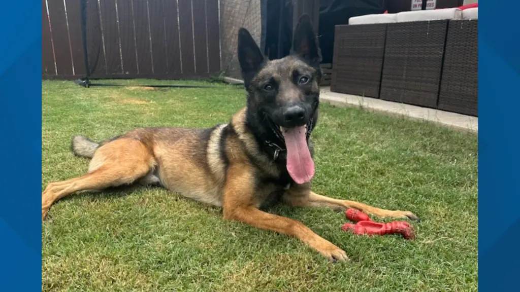 A K-9 officer dog lays on grass with its tongue out and a red toy in front of it.