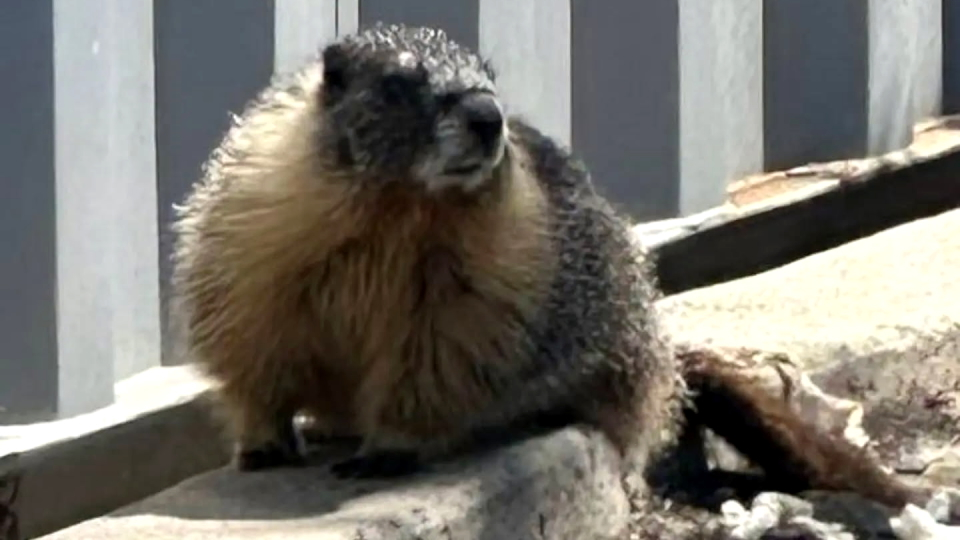 A marmot found in Antioch.