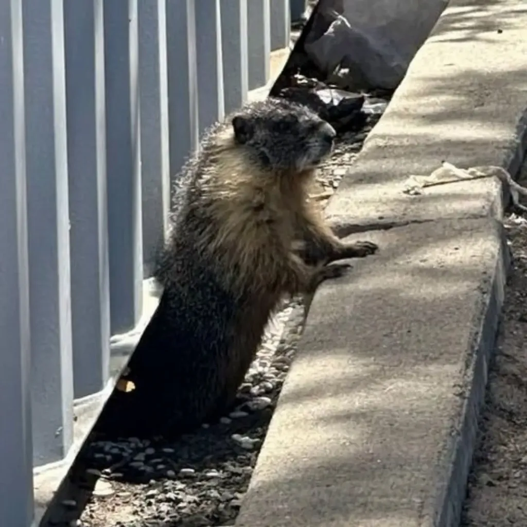 A marmot standing on its hind legs next to a concrete curb in Antioch.