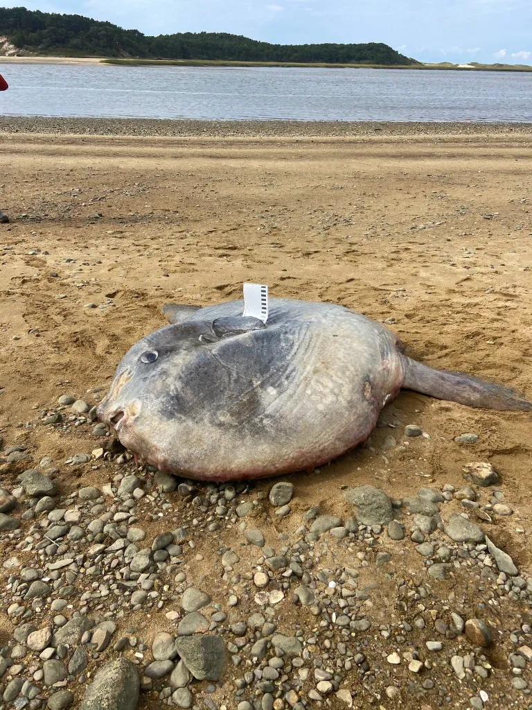 A massive 900-pound ocean sunfish lies dead on a Cape Cod beach.