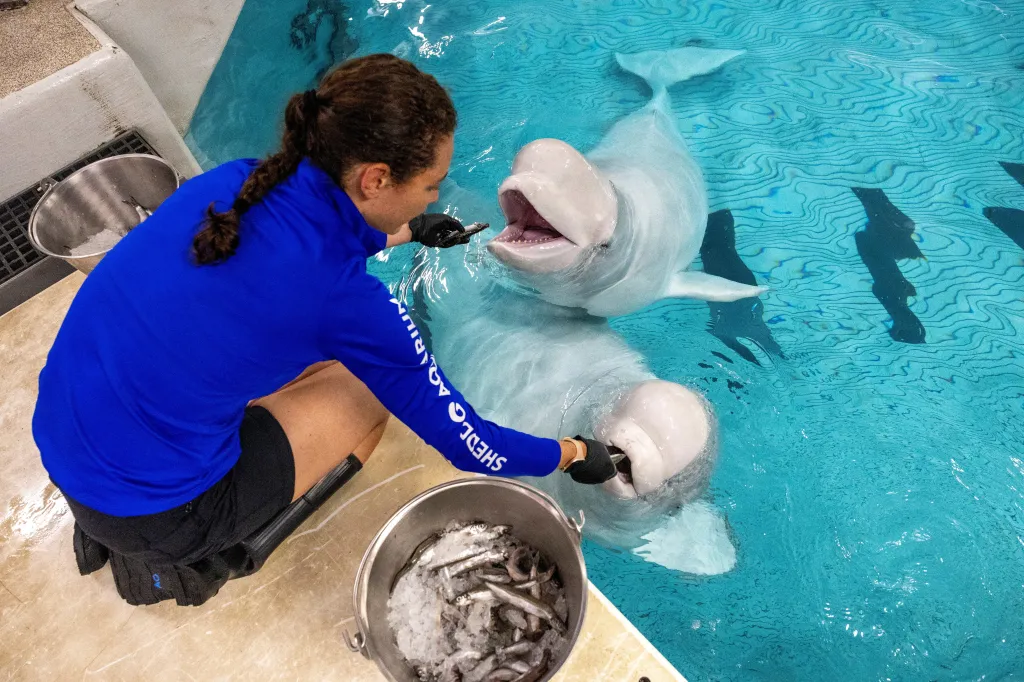 A Shedd Aquarium staff member feeding beluga whales Gimli and Yukon.