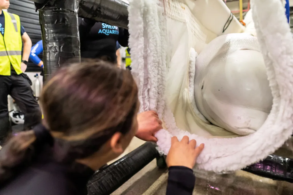 A person from Shedd Aquarium tends to a beluga whale in a white sling.