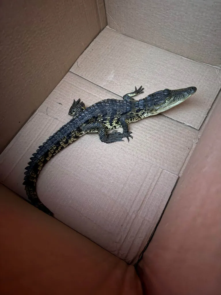 A small alligator sits inside a cardboard box rescued by Strong Island Animal Rescue League at the Holtsville Ecology Center.