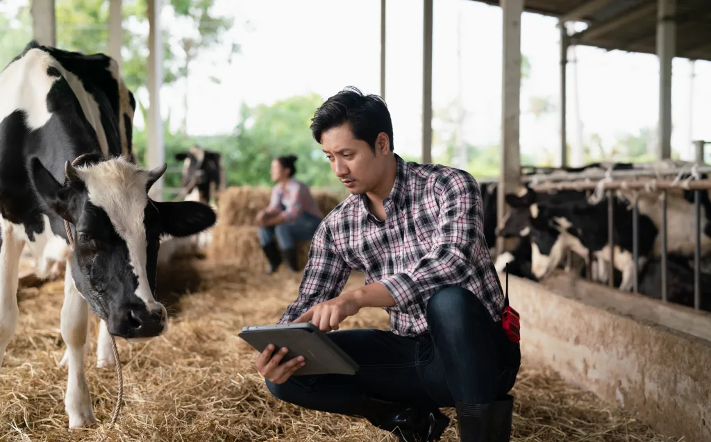 A man using a tablet to inspect a cow in a dairy farm.