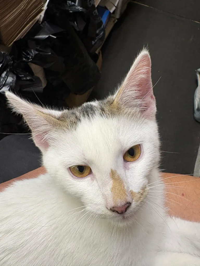 A close-up of Jabal, a white cat with a light brown nose and markings on its ears.