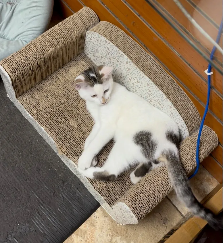 A white and gray kitten, Jabal, on a cardboard scratcher bed.