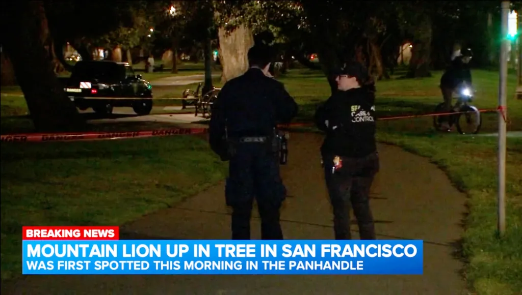 Police and animal control officers at a park in San Francisco where a mountain lion was spotted.