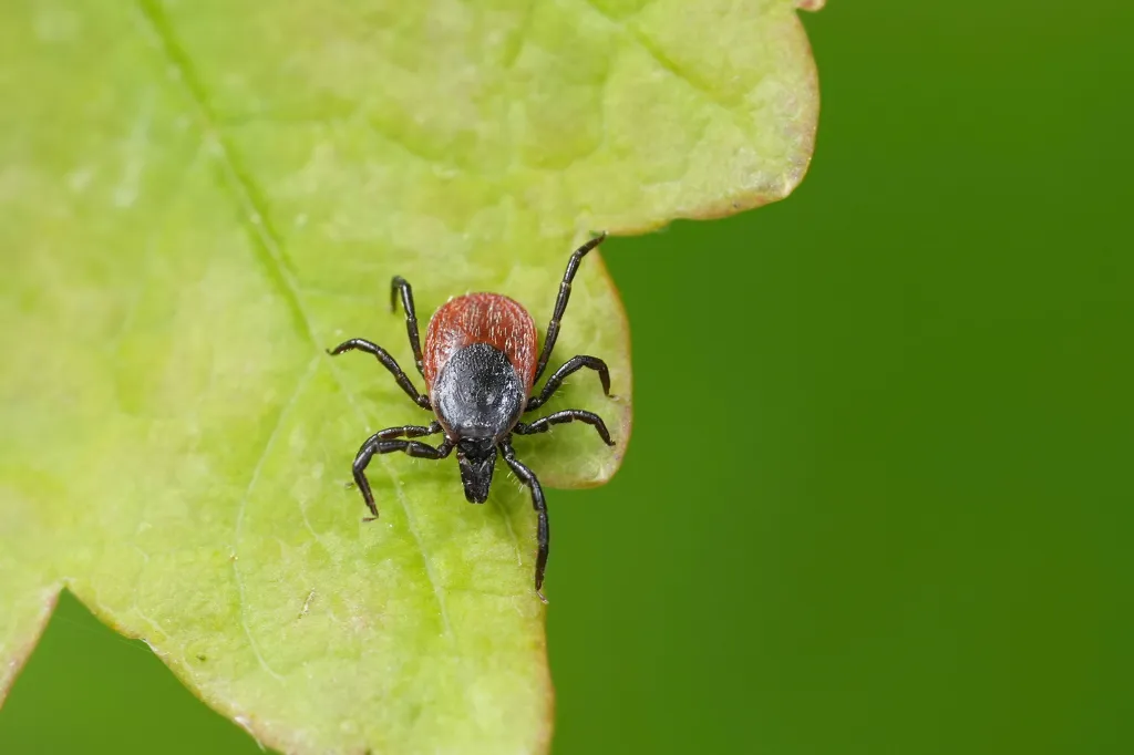 A detailed close-up of a castor bean tick, Ixodes ricinus, on a green leaf.