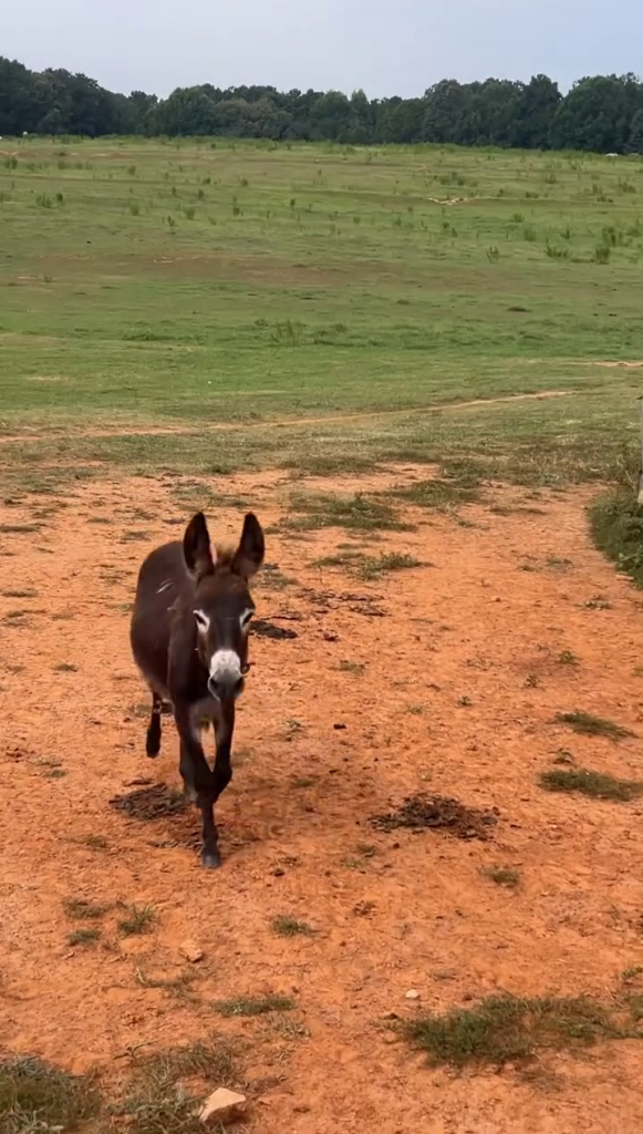 HeeHaw the donkey walking in a field.