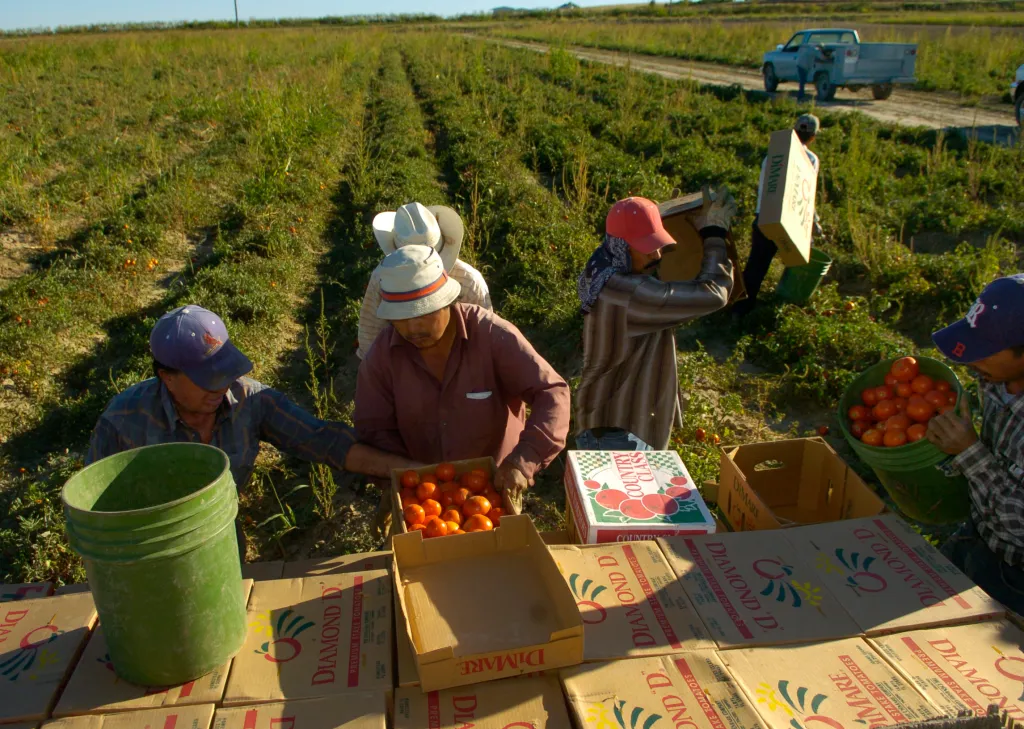 Migrant laborers pick tomatoes on the Hanagan farm outside Swink in the Arkansas Valley.