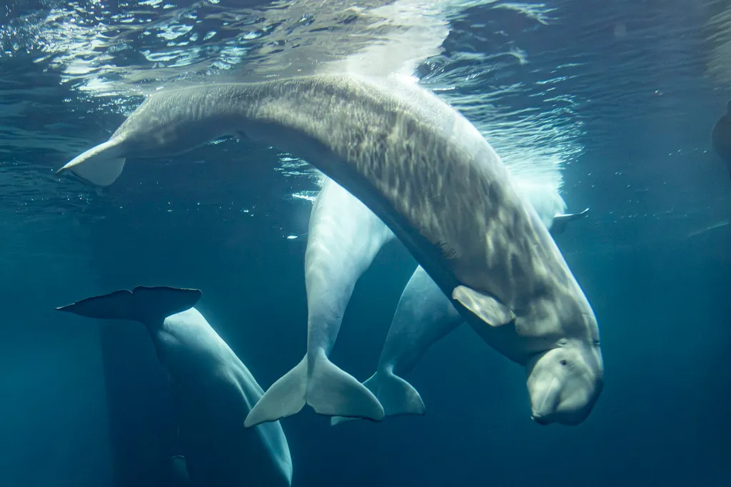 A beluga whale named Rain swims underwater at the Shedd Aquarium in Chicago.