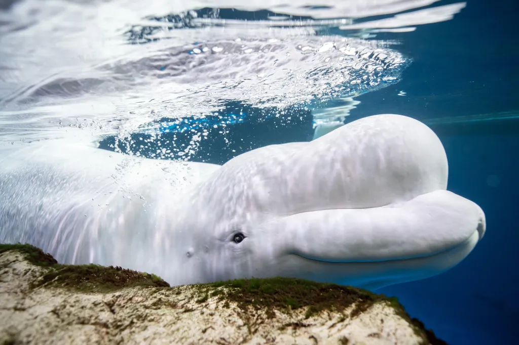 A beluga whale named Beethoven swimming at the Shedd Aquarium in Chicago.