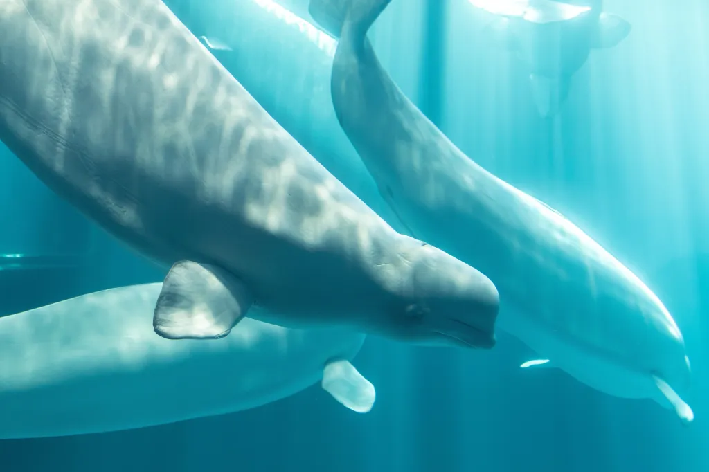 Beluga whale Osiris swimming underwater with other beluga whales at the Shedd Aquarium.