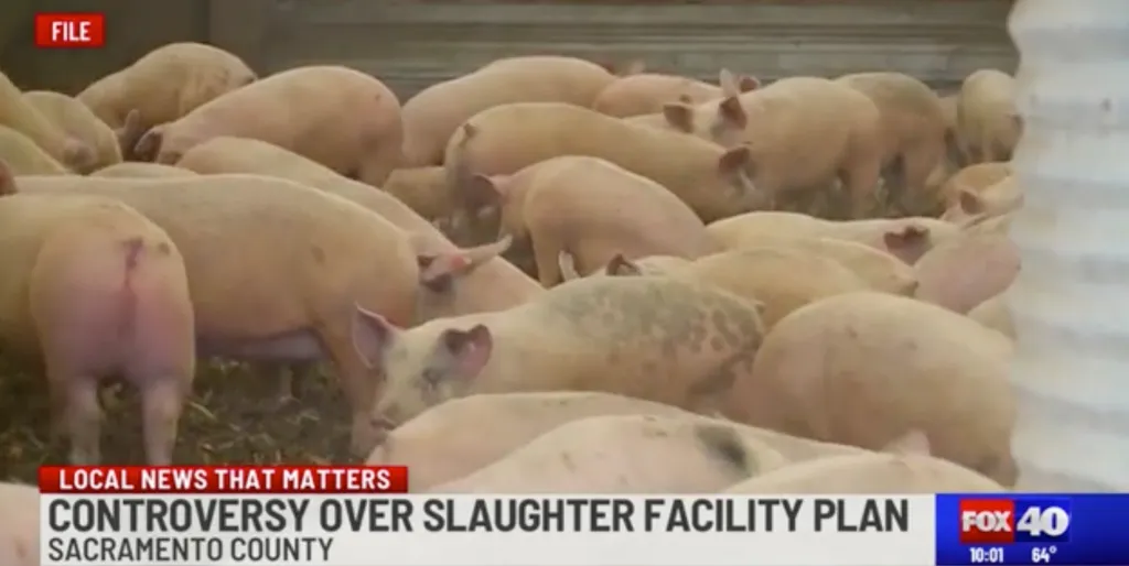 A group of pigs in a pen, illustrating a story about a proposed slaughter facility.
