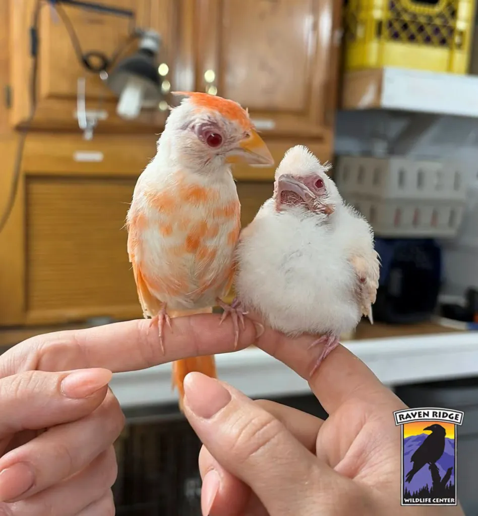 Two albino cardinals with pink eyes perched on a person's fingers.