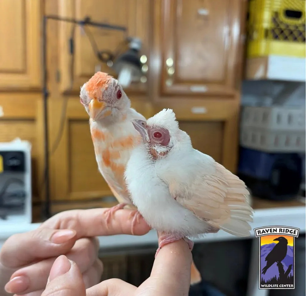Frosty, an albino cardinal, rests on a person's finger next to another cardinal at a wildlife center.