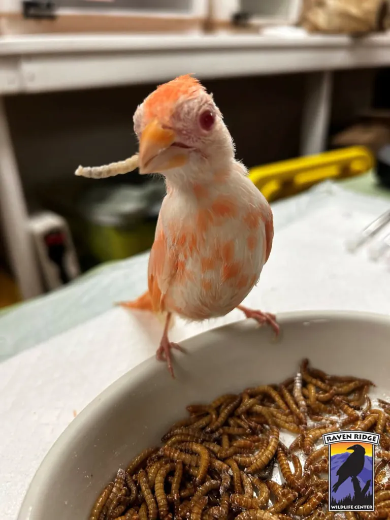 Albino cardinal Frosty, with white and pale orange feathers and red eyes, stands next to a bowl of worms with a worm in its beak.