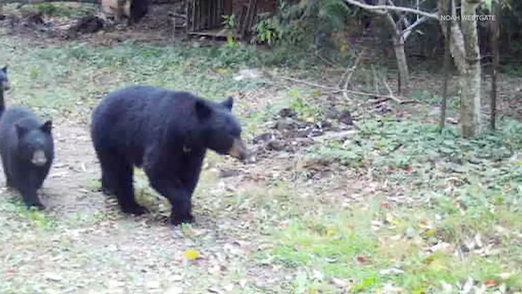 A mama bear and her cub walking through a backyard.