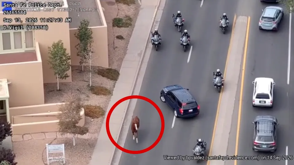 An aerial view shows a loose horse walking down a street with police motorcycles and cars.